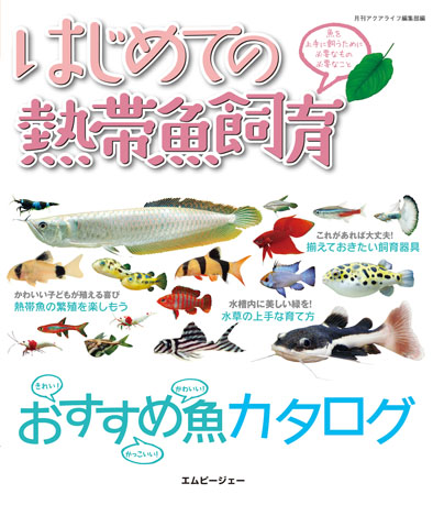 はじめての熱帯魚飼育