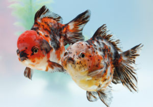 ポストカードブック かわいい金魚 エムピージェー