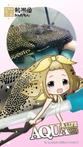 熱帯魚なんだもん！〜熱帯魚擬人化図鑑〜