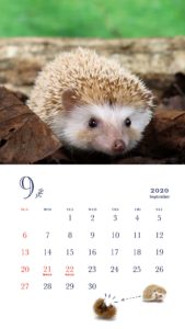 ハリネズミ カレンダー 2020　