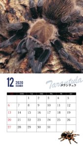 奇蟲 カレンダー 2020