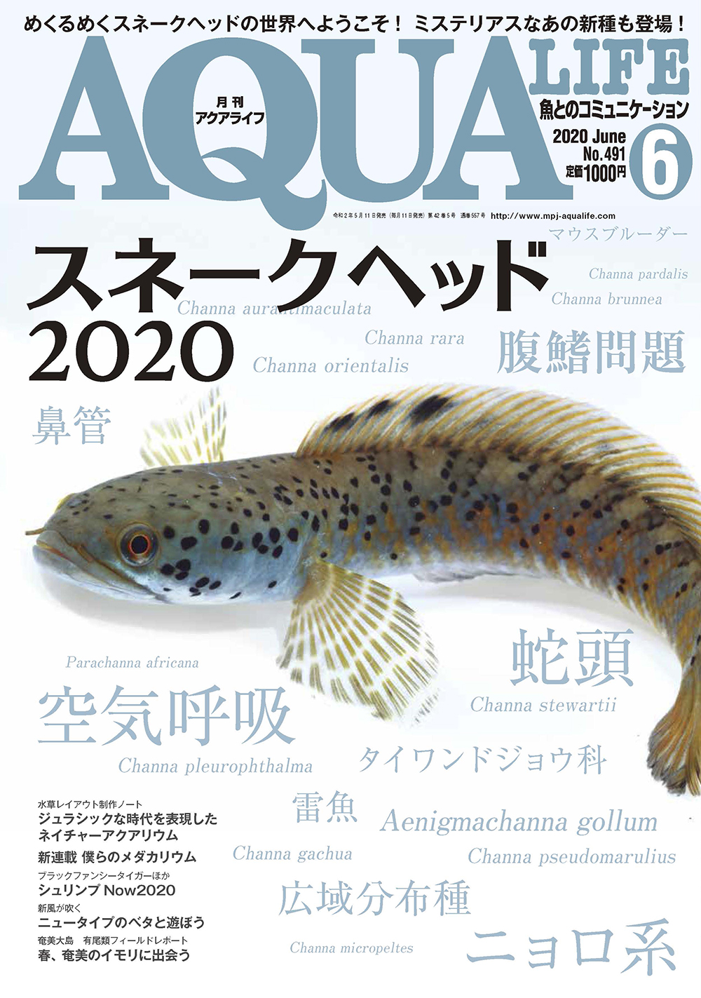 月刊アクアライフ2020年6月号画像