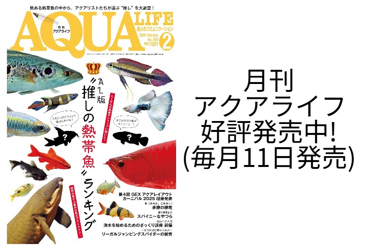 エムピージェー